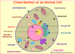 The contents of a  cell   are called    