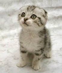 connection between cute cats and