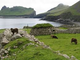 Soay sheep on - via Daymix