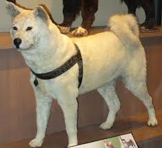 Are dogs humankind's best