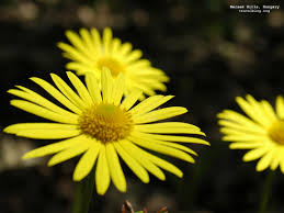 A field of yellow flowers,