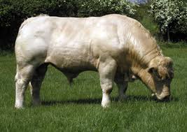 There s a  bull   in a secretly located    