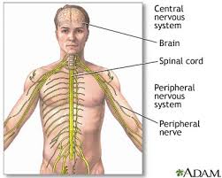   Central nervous system   and    