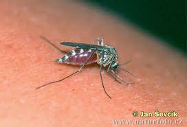 Sucking Mosquito