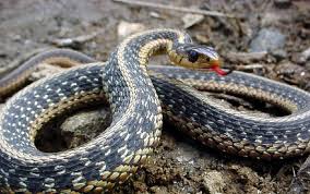      The eastern ribbon  snakes   T    