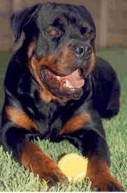 Rottweiler with tennis ball
