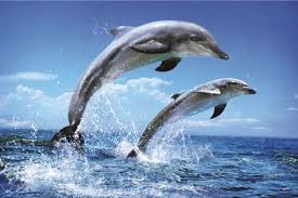   dolphins   Websites