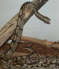 ball python that - via Daymix