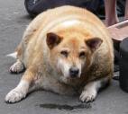 she has a pudgy pooch.