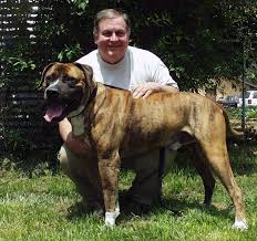  x26quot Rex x26quot is a  Tosa Inu   who is loving