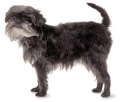 El perro  Affenpinscher  