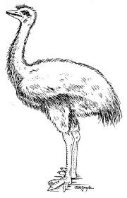 of emu slaughter Frederick