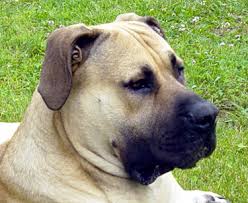      or the  African Boerboel   