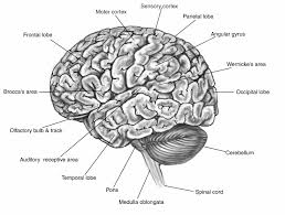   brain   function and  map   image1    