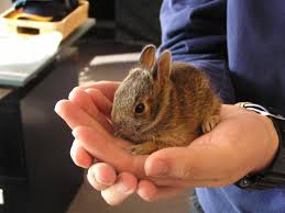 A bunny!