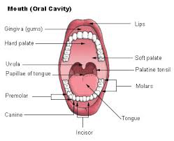 Mouth diseases