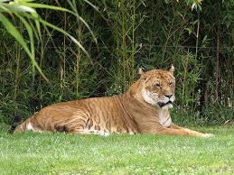 Tigon on Flickr - Photo - via Daymix