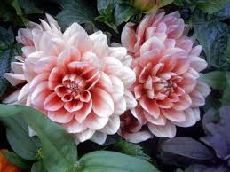 Two Flowers | Uwe Hermann - via Daymix