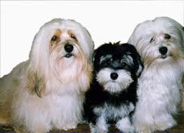Havanese Photos