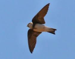 Brown swallow with a stripe?