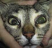 called  anisocoria 