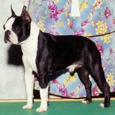Ch  V x26s    Rocky   of JJ ll