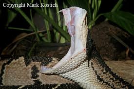 Venomous  Snakes  