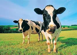 cow drops dead. - via Daymix