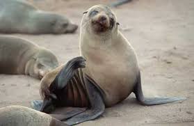 African Fur Seal