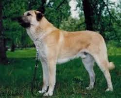   Anatolian Shepherd  