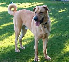  Anatolian Shepherd    Anatolian      