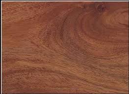  Acacia 