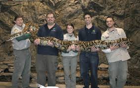The pythons are popular pets. - via Daymix