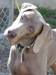   Weimaraner    Weimaraner   Picture