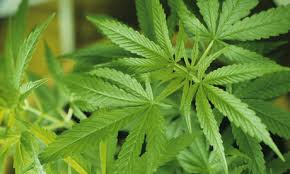 marijuana - via Daymix