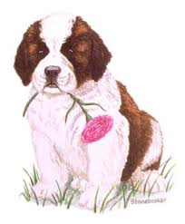 St Bernard puppy Reference Photo