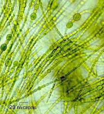 Divison  Eubacteria  