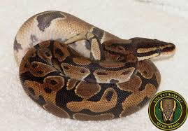 This  young female   ball python is    