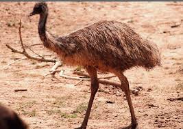 The name Emu itself is