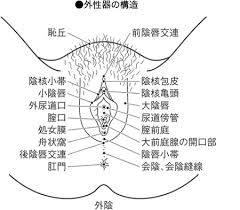 内性器
