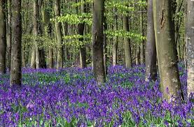 Bluebell Wood photo Derek Daniel