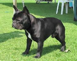 French Bulldog, Frenchie - via Daymix