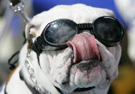 bulldog Speaking of Dogma … - via Daymix