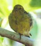   Island Canary   Photo copyright Nick    