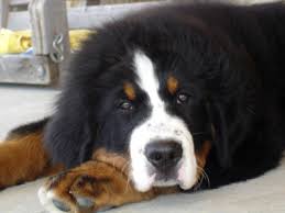      club of the  Bernese   Mountain Dog    