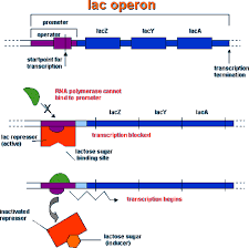 operon