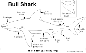  Bull Shark  