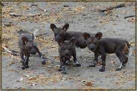 The  African Wild  Dog