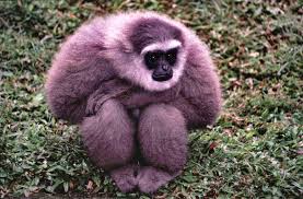 gibbon