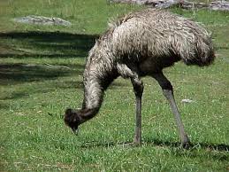 EMU FACTS